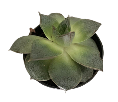 2" Echeveria Purpusorum